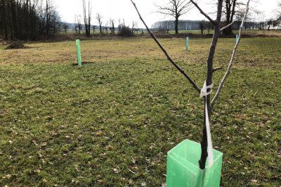 Legare correttamente un albero o un cespuglio