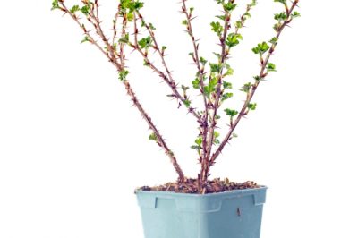 Quali specie di felce arborea sono resistenti?