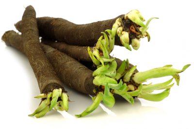 La potatura delle chiome degli alberi