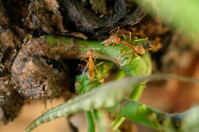 Quali alberi sono adatti al terreno argilloso