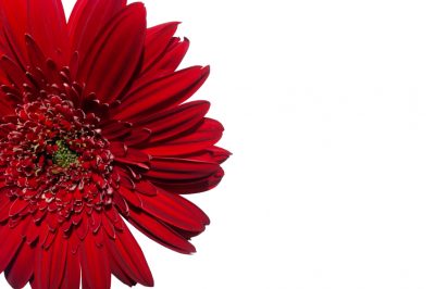 L'albero giusto per il giardino - a bassa manutenzione e robusto