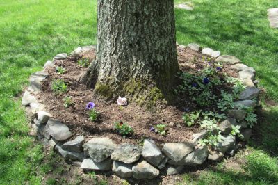 Mulching di un albero a disco - Come farlo bene