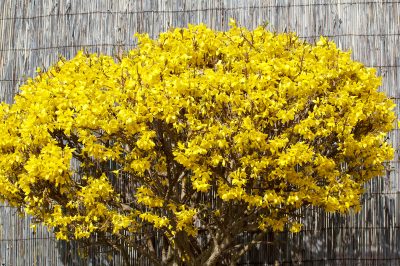 L'albero perfetto per il giardino - Quali varietà esistono?