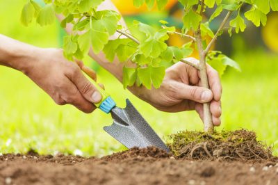 Trapianto di un albero - preparazione e realizzazione