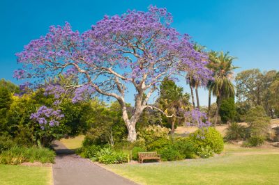 Far morire più velocemente le radici degli alberi