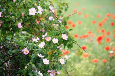 Godersi le bacche fresche del proprio giardino durante il periodo del raccolto