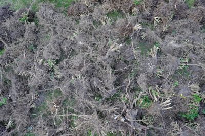 La lavanda è adatta come bordura?