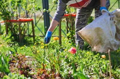 Zoccolatura corretta delle aiuole da giardino e trucchi