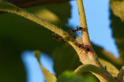 Ho bisogno di mettere dei cordoli intorno alla mia aiuola?