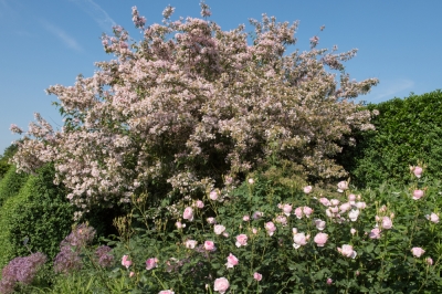 Le Bellis sono perenni? - Come coltivare le margherite in giardino