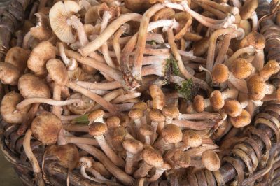 Le Bellis sono resistenti all'inverno? tutto sulle affascinanti margherite