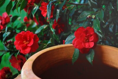 Bellissimo impianto sotto gli abeti con fiori e piante legnose