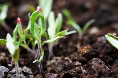 La ginestra è resistente? tutto sullo svernamento