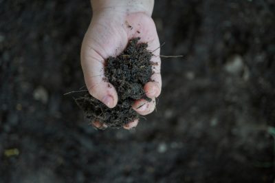 La palma di noce di betel è adatta come pianta da interno?