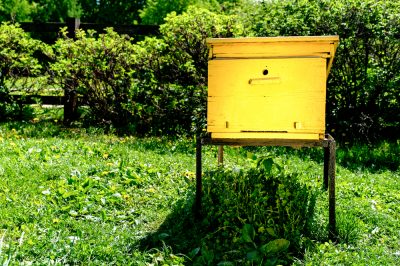 Tenere le api in giardino - come fare