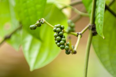 Biotopo - Come creare preziosi habitat per piante e animali