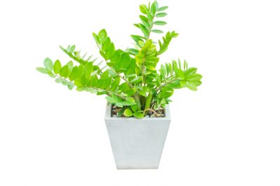 Quando fiorisce la betulla? Tempo di fioritura e fatti interessanti