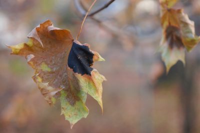 Essiccazione pere - tutte le opzioni e molti consigli