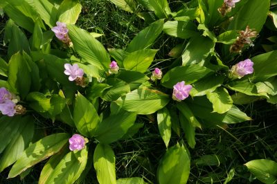 La cura ottimale per una violetta blu