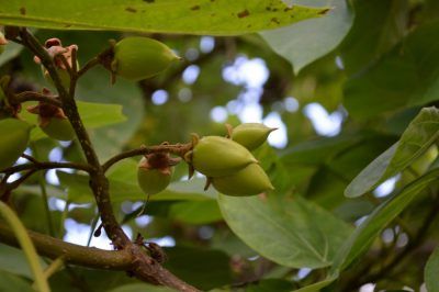L'albero bluebell soffre spesso di malattie?