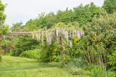 Quale posizione è ideale per il Blue Bush?