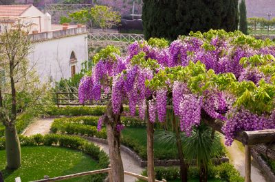 L'arborvitae blu è resistente?