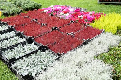 Le più belle piante perenni per un'aiuola in ombra parziale