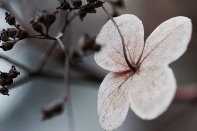 Quali fiori sono resistenti in giardino? alle specie resistenti al gelo