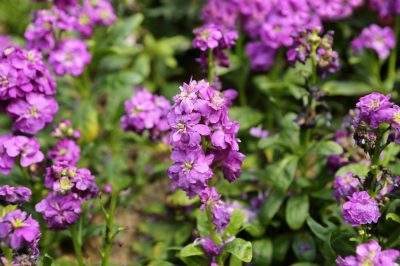 La raccolta dei fiori diventa facile