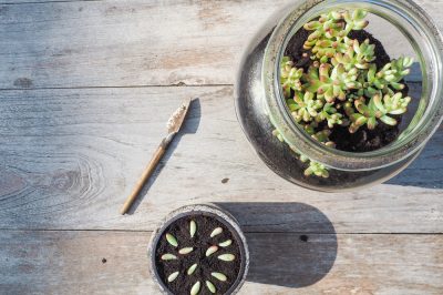 Bulbi da fiore in cera - ecco come fioriscono senza acqua e terra