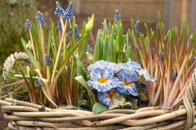 Layering flower bulbs in a pot - for maximum flowering!