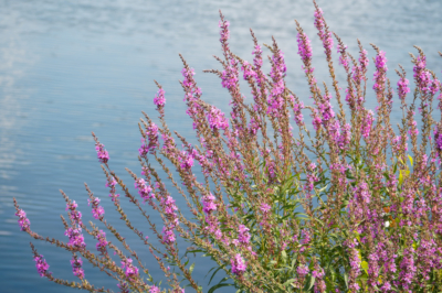 La loosestrife viola presentata nella sua diversità di varietà