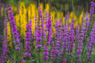 Questa è la posizione ideale per la loosestrife