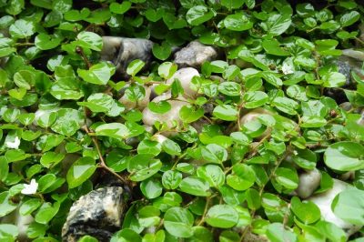 Triming ground covers - when it is necessary