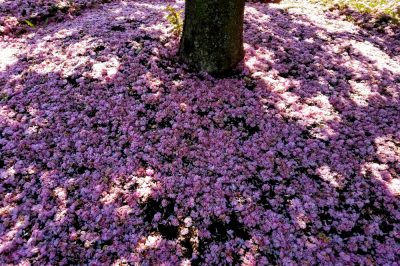 Adornare foglie e fiori sotto le chiome degli alberi - con le coperture del terreno!