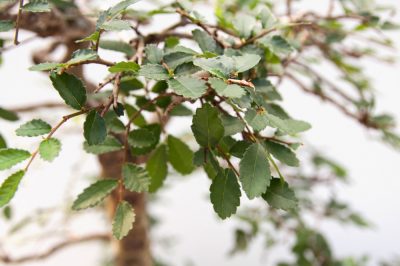 L'olmo - perfetto per i bonsai