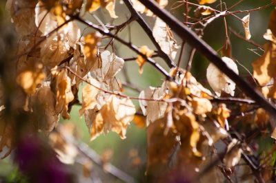 Vacanza sul balcone - preferibilmente accanto alle bouganville