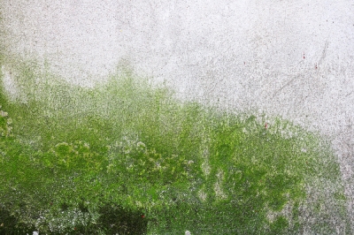 Le varietà di bosso più popolari per il giardino