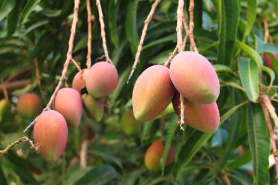 La posizione ideale per il bosso in giardino