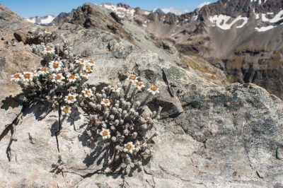 La crescita del bosso dipende dalla varietà