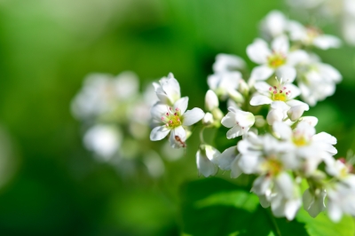 Fiore di grano saraceno - un riassunto compatto di tutto quello che devi sapere