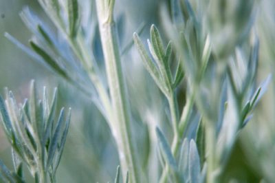 La tostatura del grano saraceno - il plus salutare nel muesli o su un'insalata