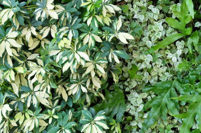 Quando sono permessi la potatura di siepi e alberi? - Uno sguardo alla legge federale sulla conservazione della natura