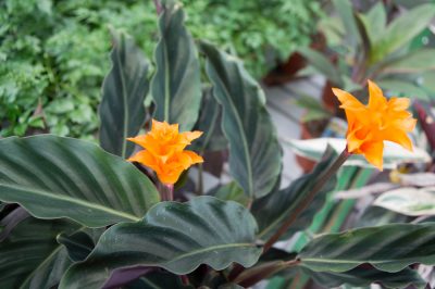 La calathea è disponibile in molte specie diverse