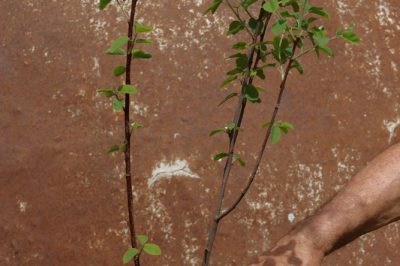 La corretta cura della Calathea lancifolia