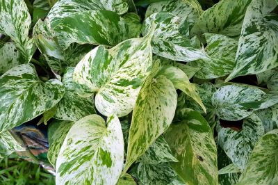 La Calathea rufibarba non è velenosa