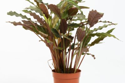 La calathea ama una posizione buia