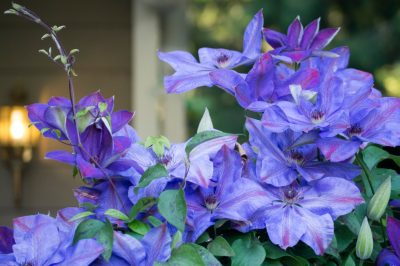 La passiflora ama i luoghi soleggiati