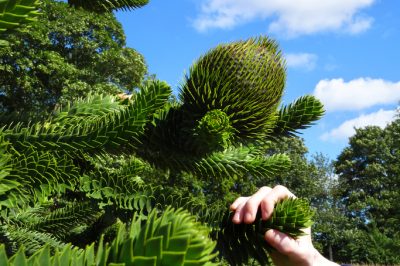 L'ortensia non fiorisce - quale può essere la causa?