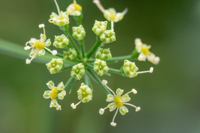 Quali metodi si possono usare per propagare i bucaneve?